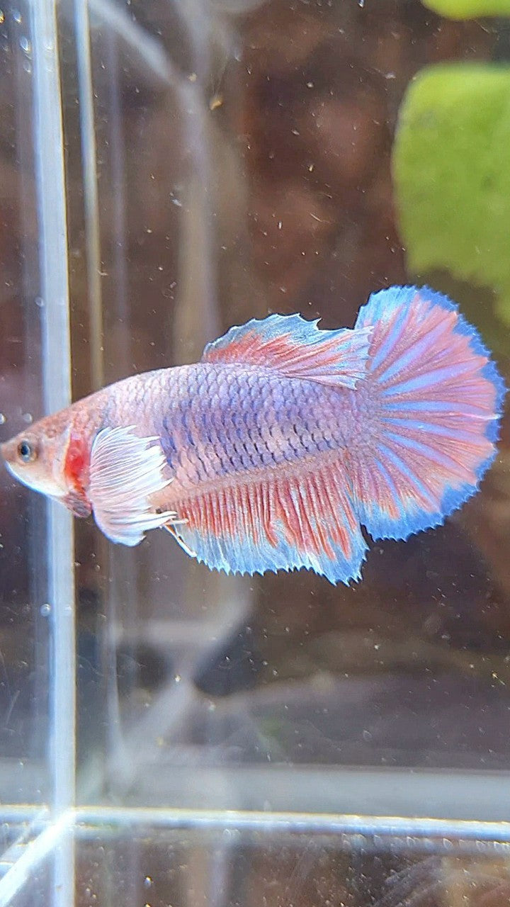 FEMALE HALFMOON DUMBO EAR PURPLE BETTA FISH