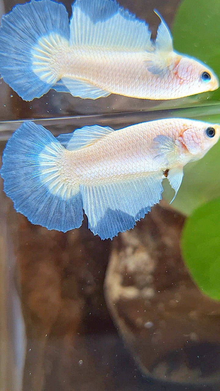 FEMALE HALFMOON BLUE RIM BETTA FISH