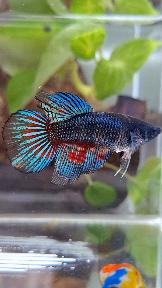 FEMALE VEILTAIL BLACK FANCY METTALIC BETTA FISH