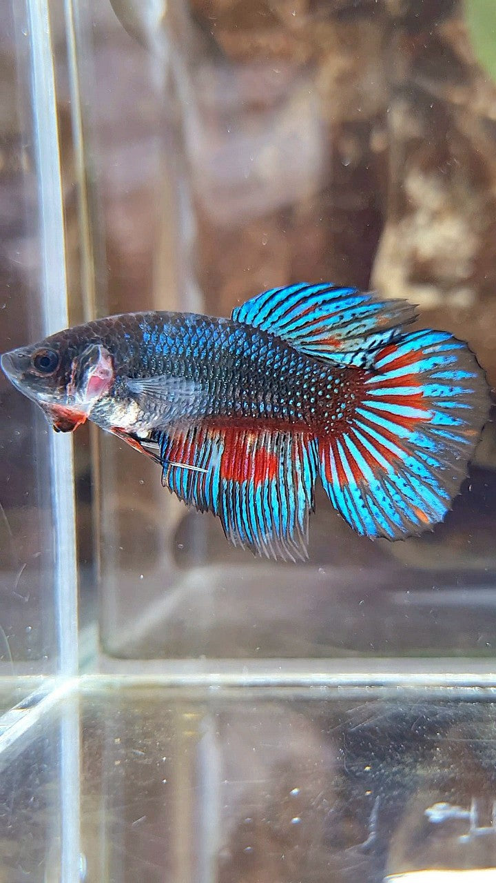 FEMALE VEILTAIL BLACK FANCY METTALIC BETTA FISH