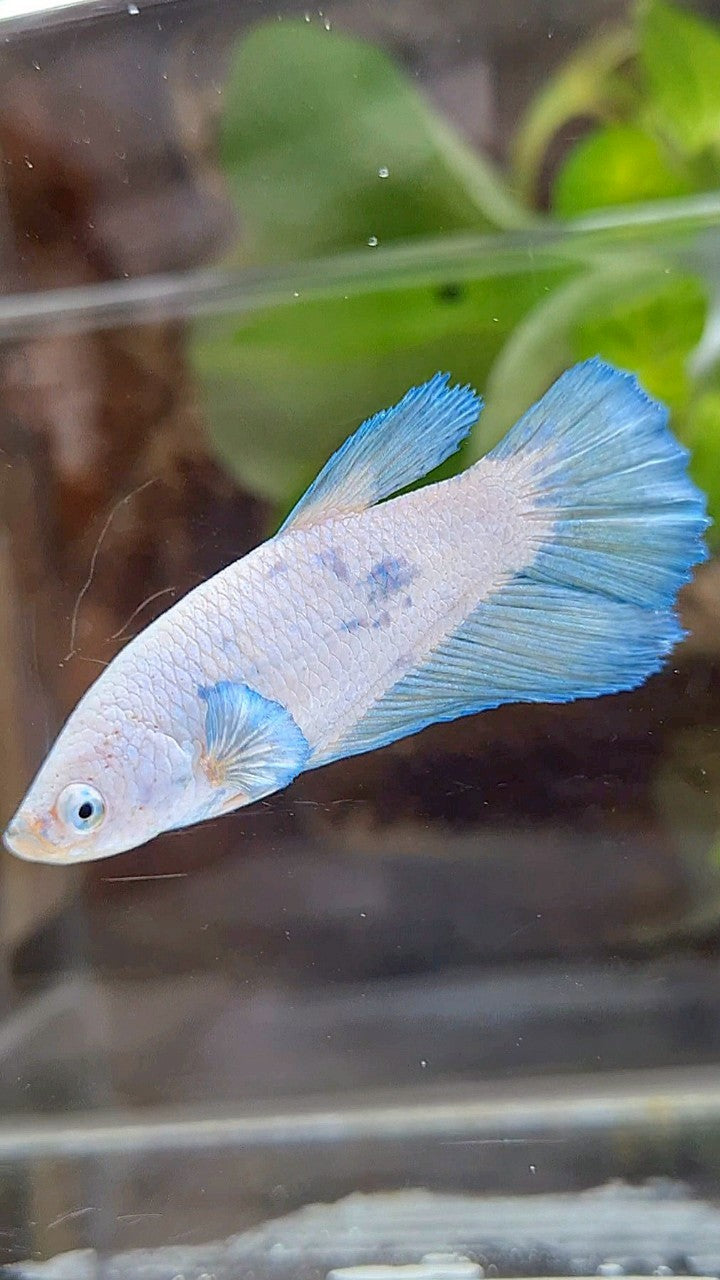 FEMALE HALFMOON BLUE RIM BICOLOR BETTA FISH