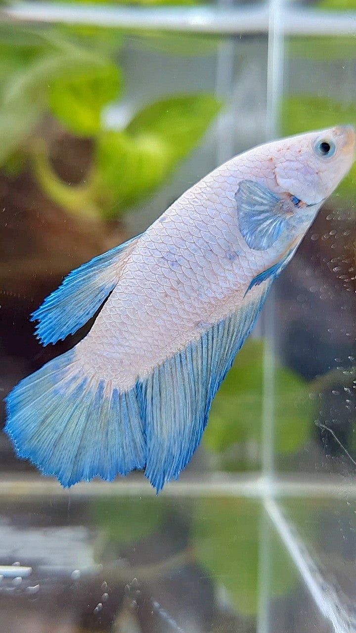 FEMALE HALFMOON BLUE RIM BICOLOR BETTA FISH