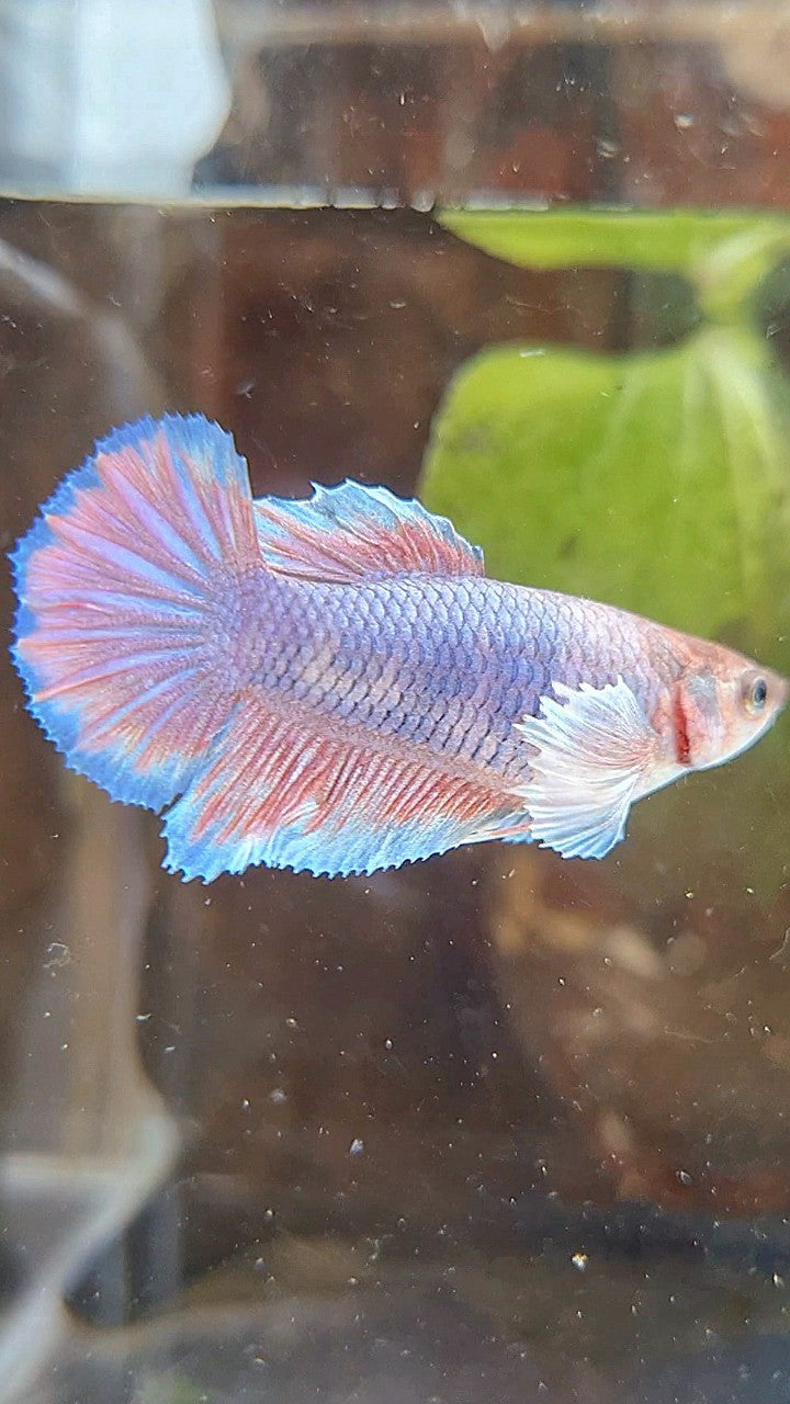FEMALE HALFMOON DUMBO EAR PURPLE BETTA FISH