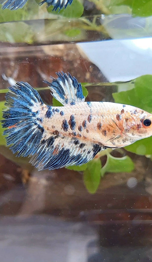 FEMALE GIANT CROWNTAIL HALFSUN BO 5CM+ BLUE DOTS DARK MARBLE BETTA FISH