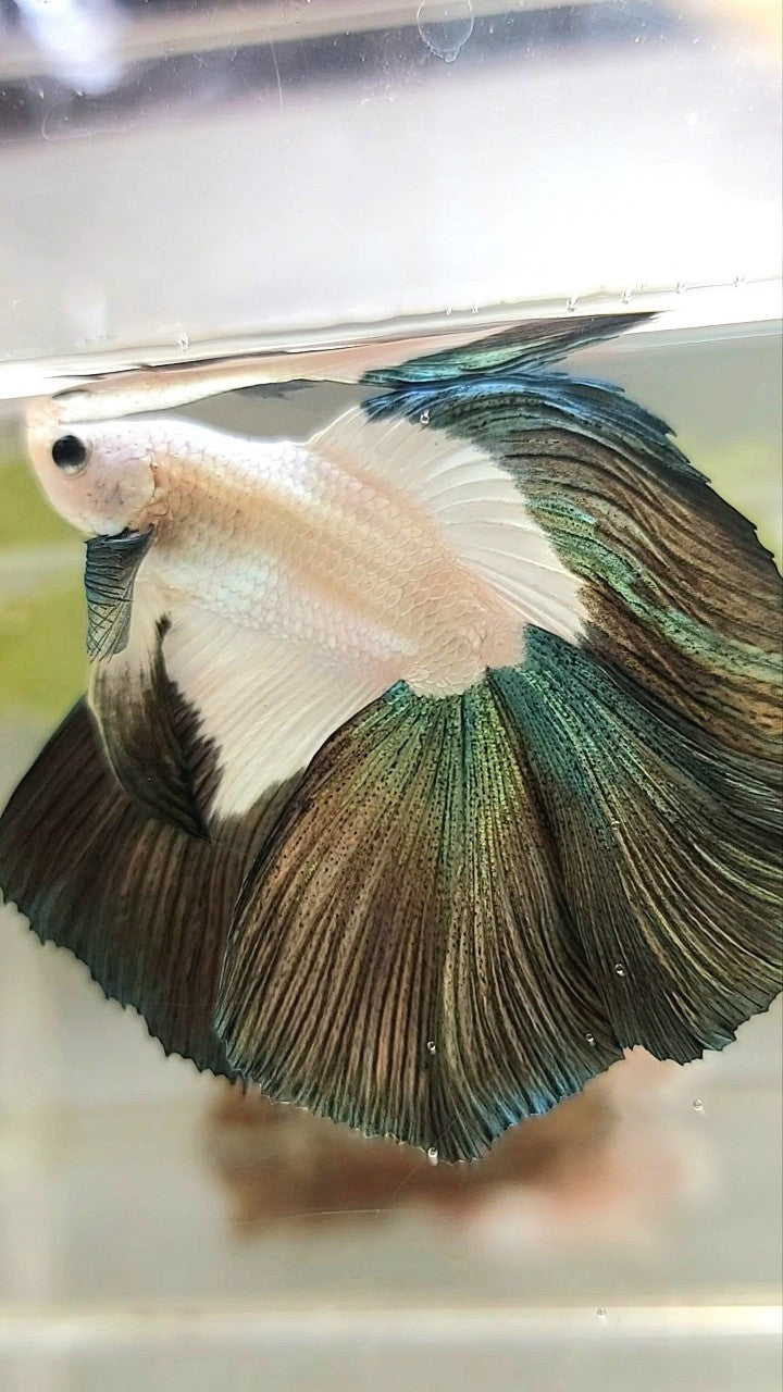 LUXURY HALFMOON DOUBLE TAIL COPPER RIM BETTA FISH