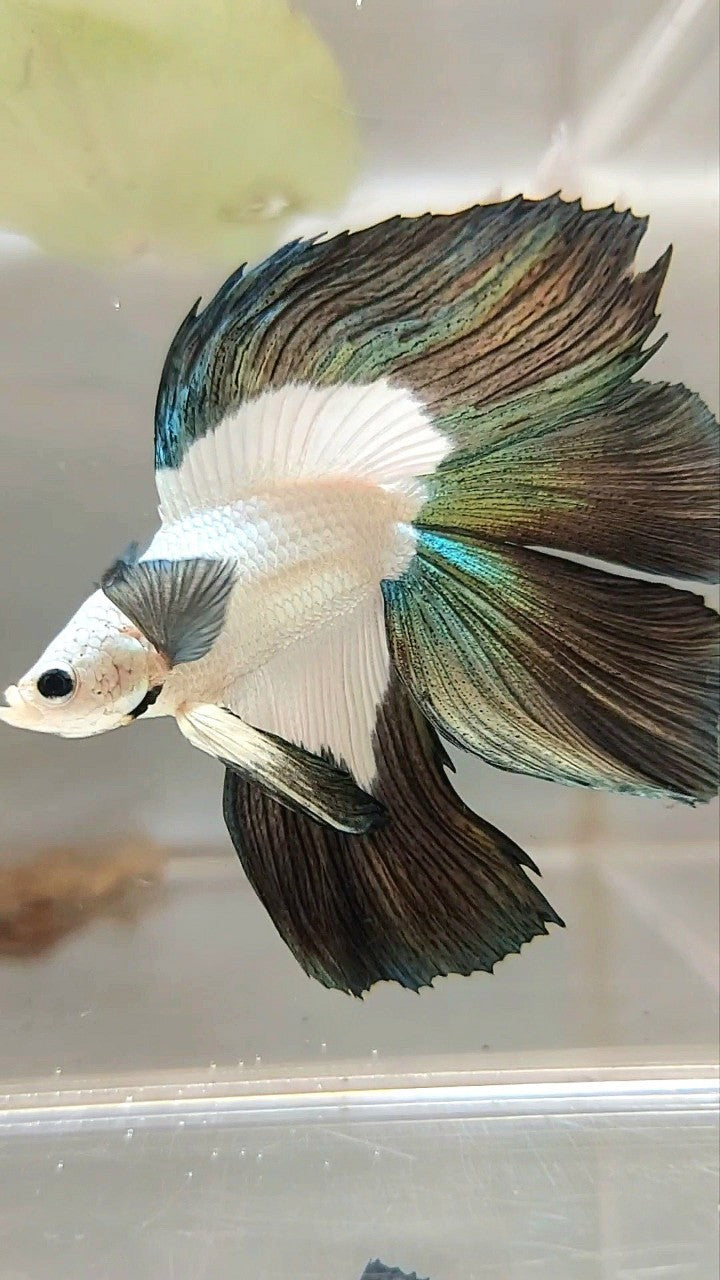 LUXURY HALFMOON DOUBLE TAIL COPPER RIM BETTA FISH