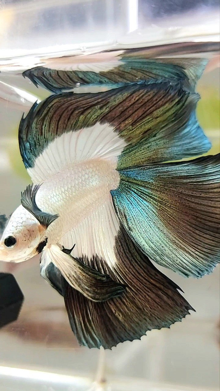 LUXURY HALFMOON DOUBLE TAIL COPPER RIM BETTA FISH