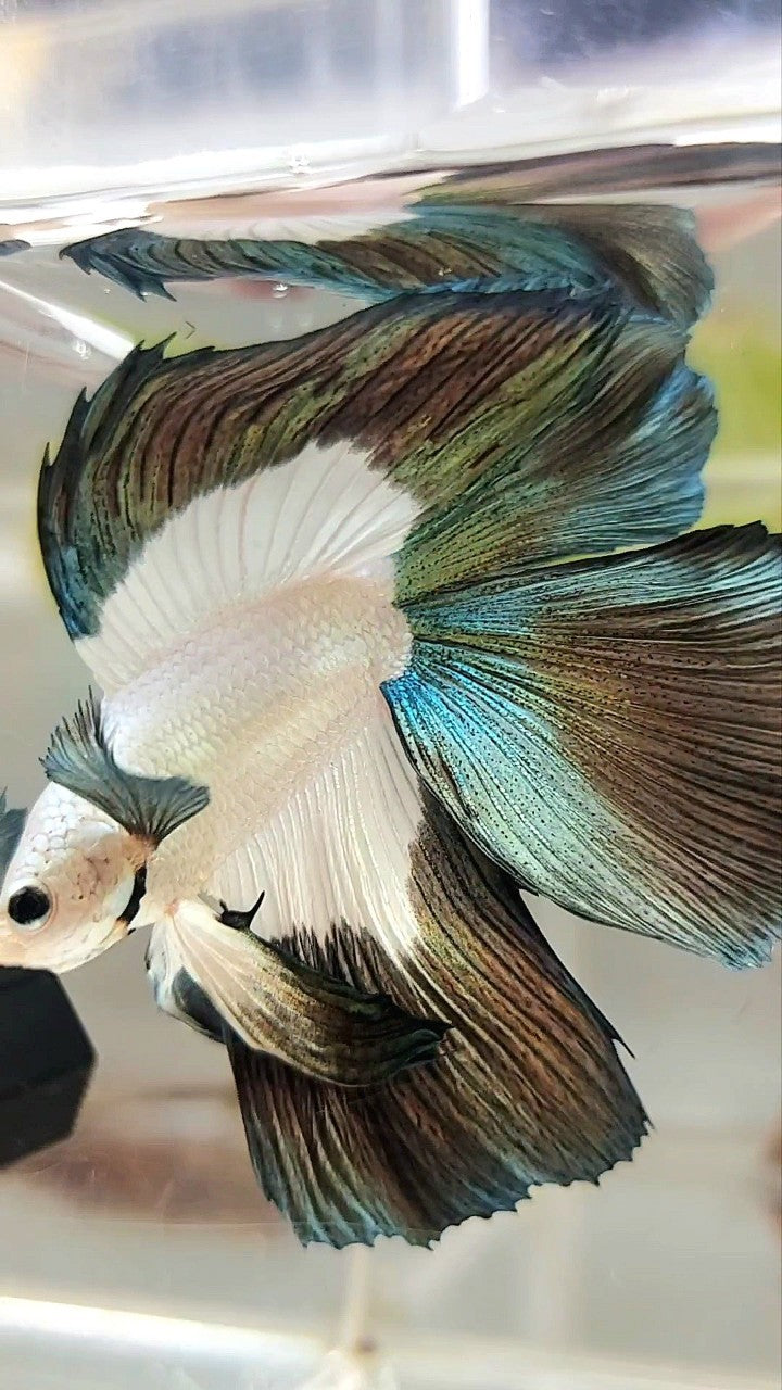 LUXURY HALFMOON DOUBLE TAIL COPPER RIM BETTA FISH
