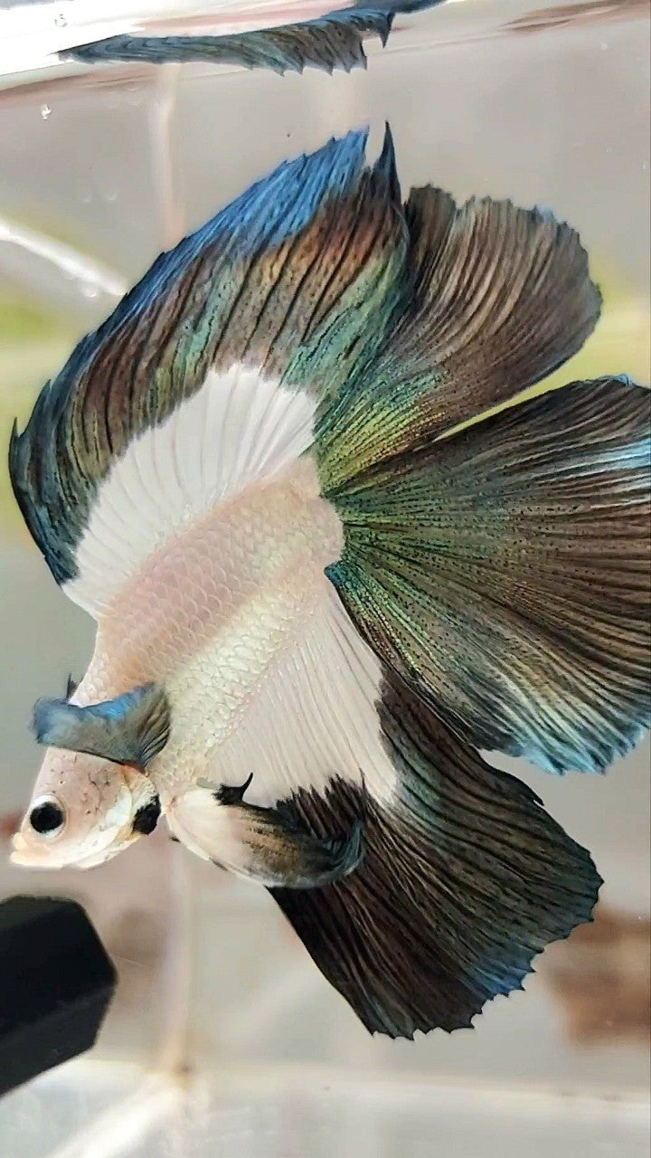 LUXURY HALFMOON DOUBLE TAIL COPPER RIM BETTA FISH