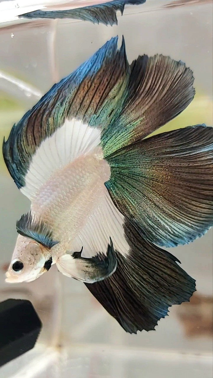 LUXURY HALFMOON DOUBLE TAIL COPPER RIM BETTA FISH