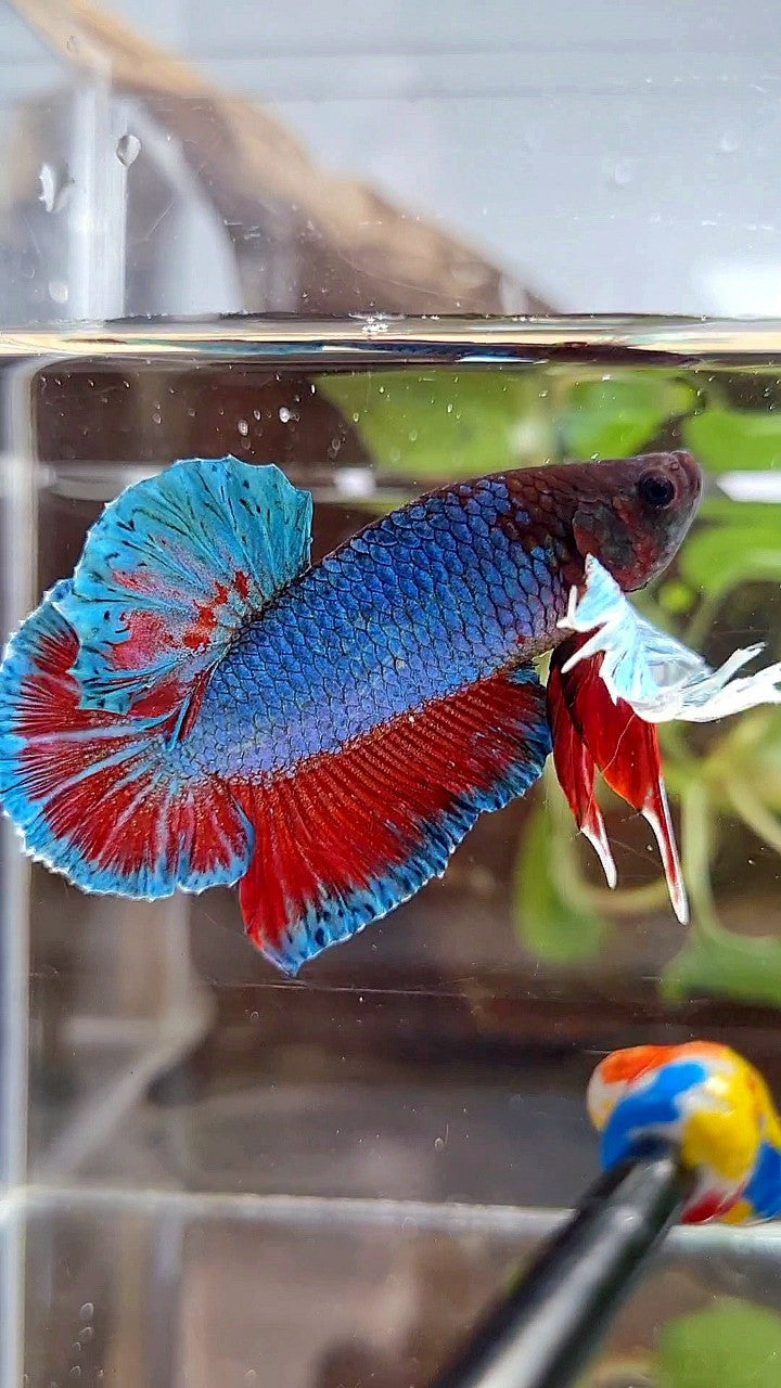 PLAKAT DUMBO EAR BLUE GREEN RED TURQUOISE BETTA FISH