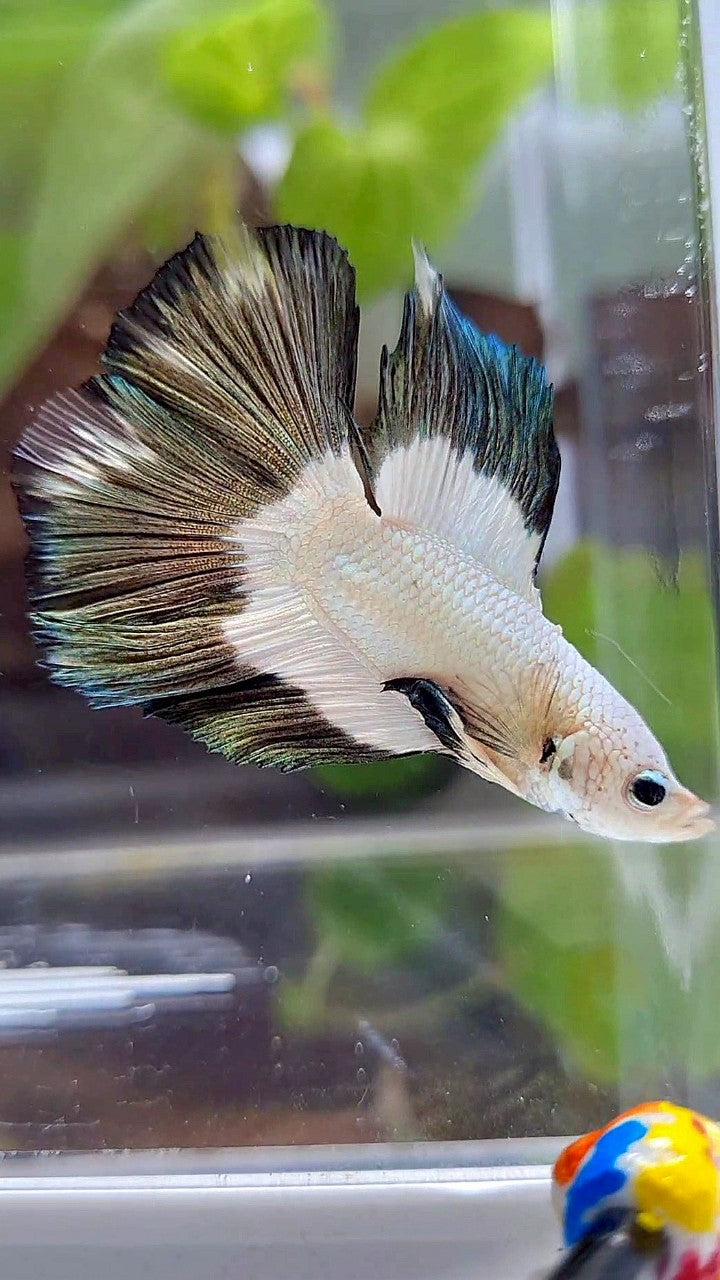 LUXURY HALFMOON DOUBLE TAIL COPPER RIM BUTTERFLY BETTA FISH