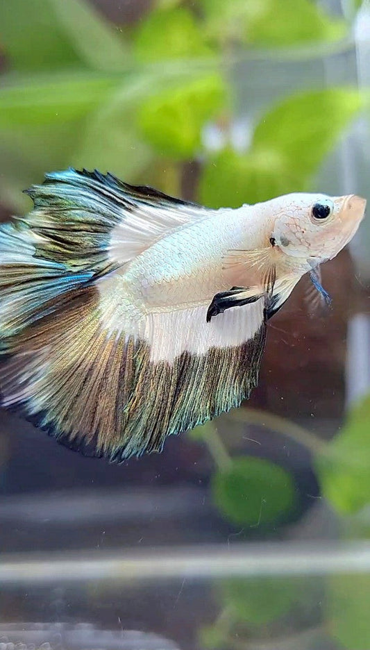 LUXURY HALFMOON DOUBLE TAIL COPPER RIM BUTTERFLY BETTA FISH
