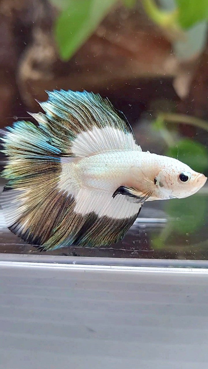 LUXURY HALFMOON DOUBLE TAIL COPPER RIM BUTTERFLY BETTA FISH