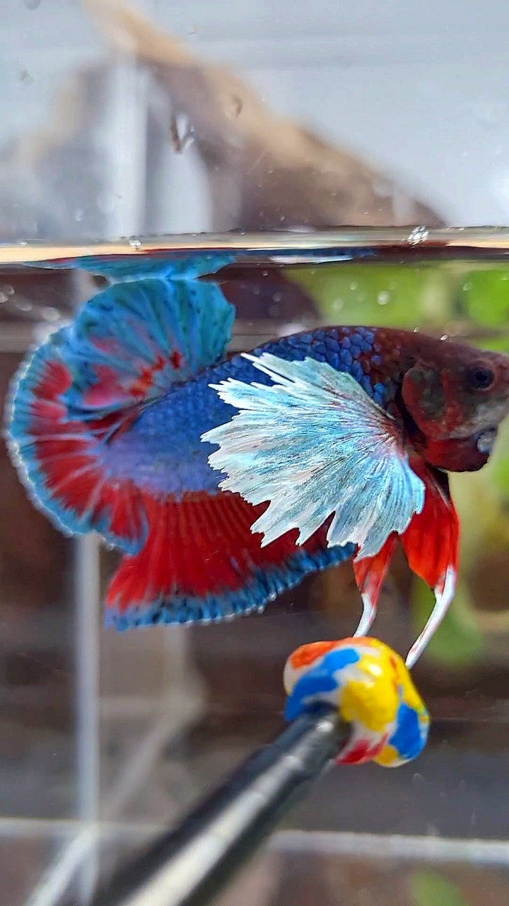 PLAKAT DUMBO EAR BLUE GREEN RED TURQUOISE BETTA FISH