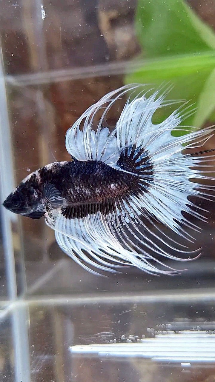 CROWNTAIL BLACK BUTTERFLY PATTERN BETTA FISH