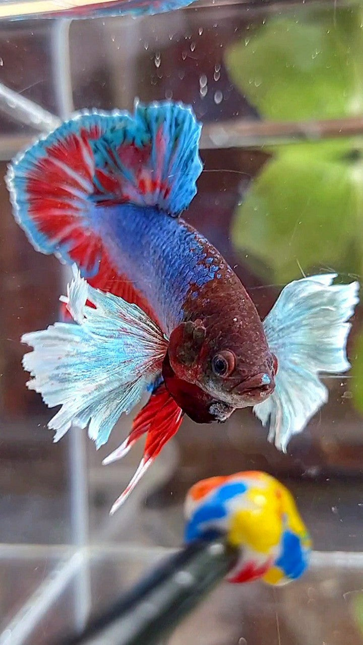 PLAKAT DUMBO EAR BLUE GREEN RED TURQUOISE BETTA FISH