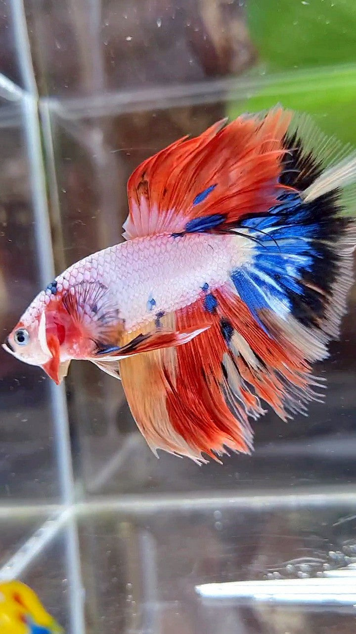 HALFMOON ROSETAIL WHITE ORANGE FANCY CANDY MULTICOLOR BETTA FISH