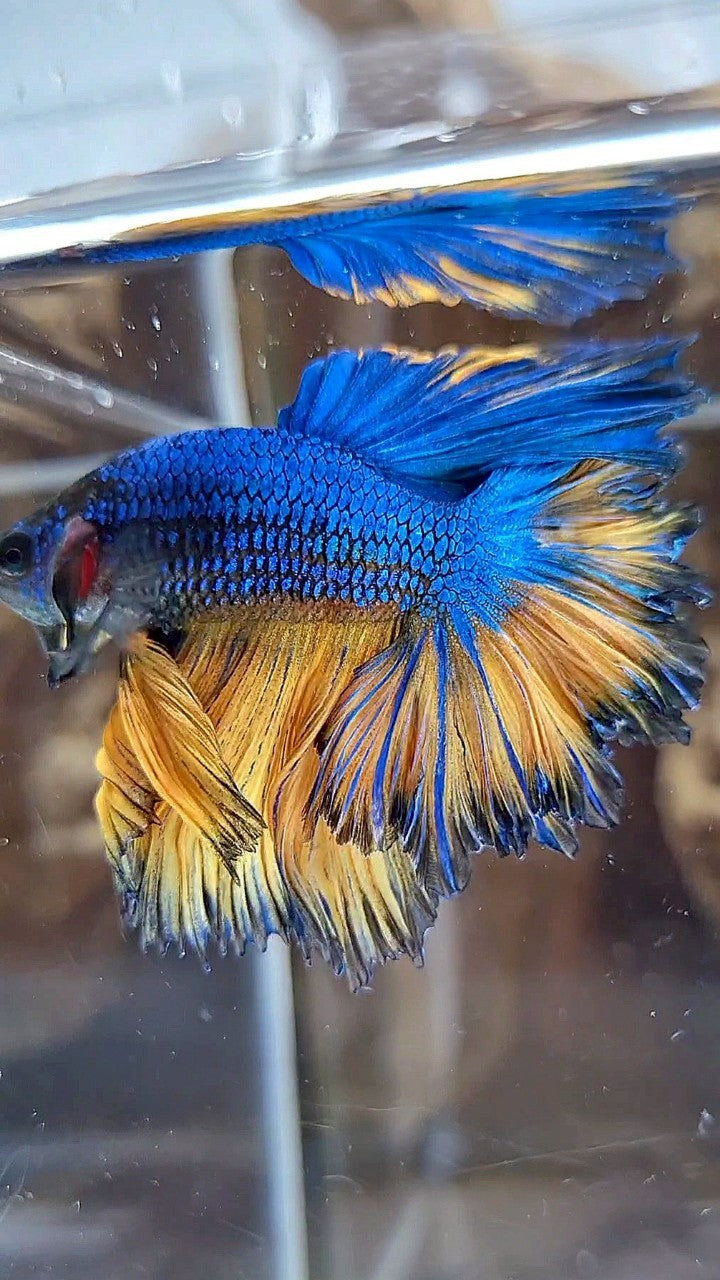LUXURY HALFMOON SUPER FEATHER TAIL BLUE YELLOW MUSTARD GAS BETTA FISH