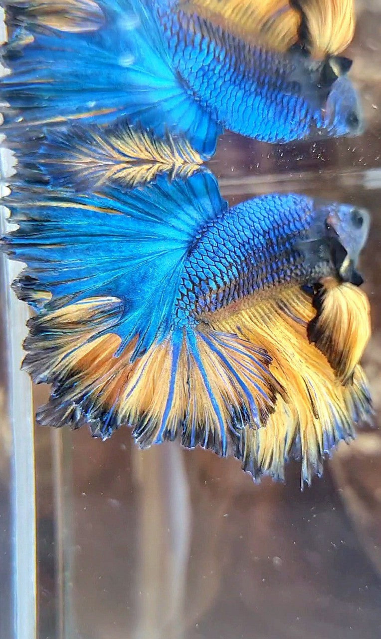 LUXURY HALFMOON SUPER FEATHER TAIL BLUE YELLOW MUSTARD GAS BETTA FISH