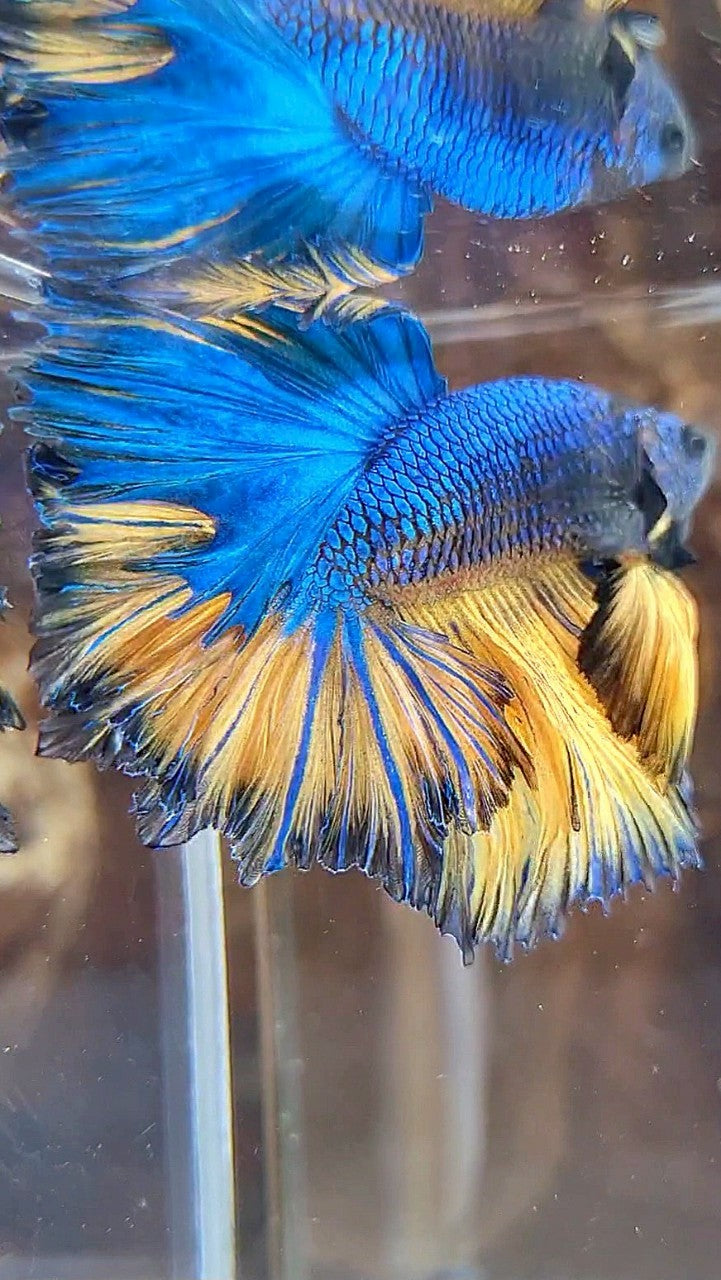 LUXURY HALFMOON SUPER FEATHER TAIL BLUE YELLOW MUSTARD GAS BETTA FISH
