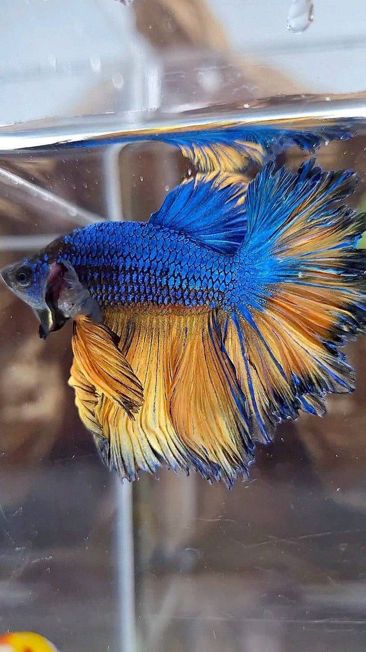 LUXURY HALFMOON SUPER FEATHER TAIL BLUE YELLOW MUSTARD GAS BETTA FISH