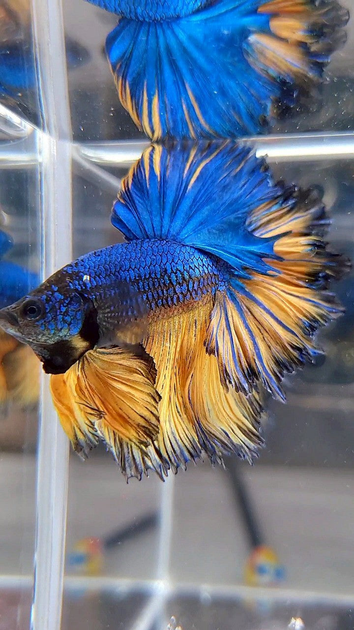 LUXURY HALFMOON SUPER FEATHER TAIL BLUE YELLOW MUSTARD GAS BETTA FISH