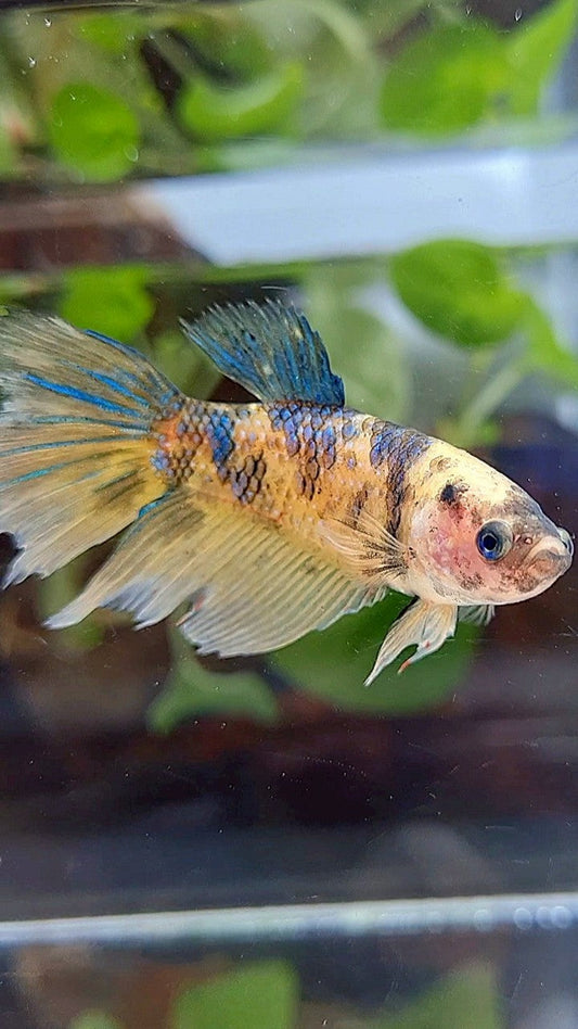 FEMALE XL HALFMOON YELLOW KOI TIGER MULTICOLOR BETTA FISH