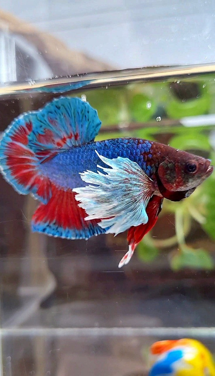PLAKAT DUMBO EAR BLUE GREEN RED TURQUOISE BETTA FISH