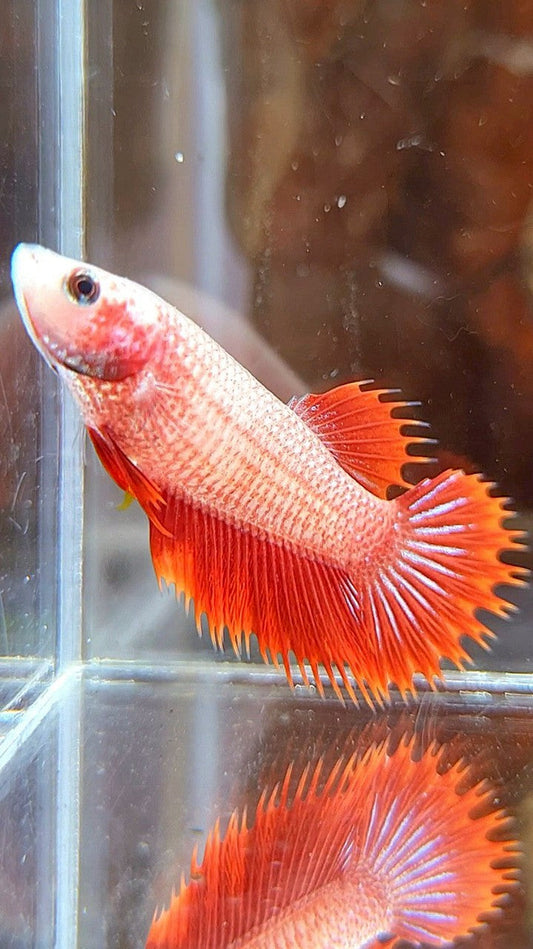 FEMALE CROWNTAIL RED FANCY BETTA FISH