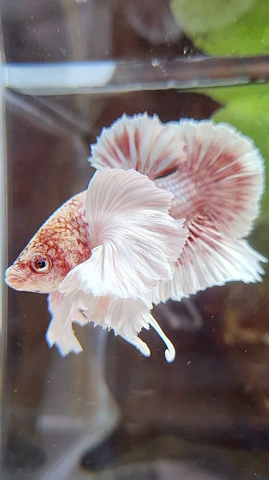 PLAKAT SUPER DUMBO EAR WHITE ROSEGOLD BETTA FISH