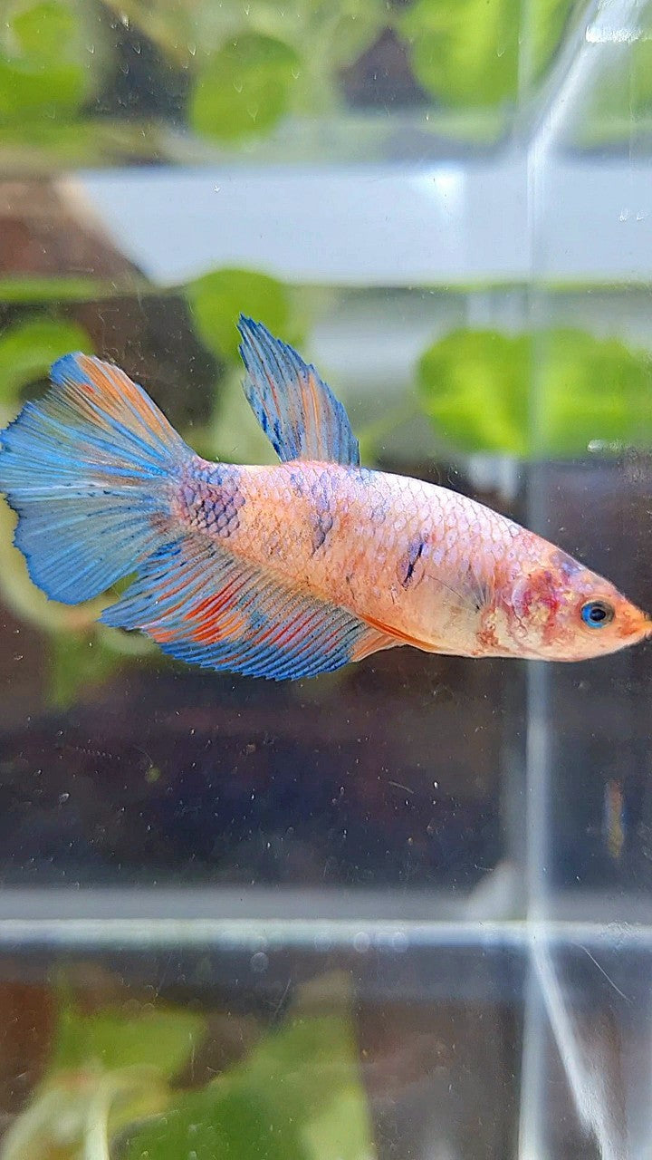 FEMALE HALFMOON KOI MULTICOLOR BETTA FISH