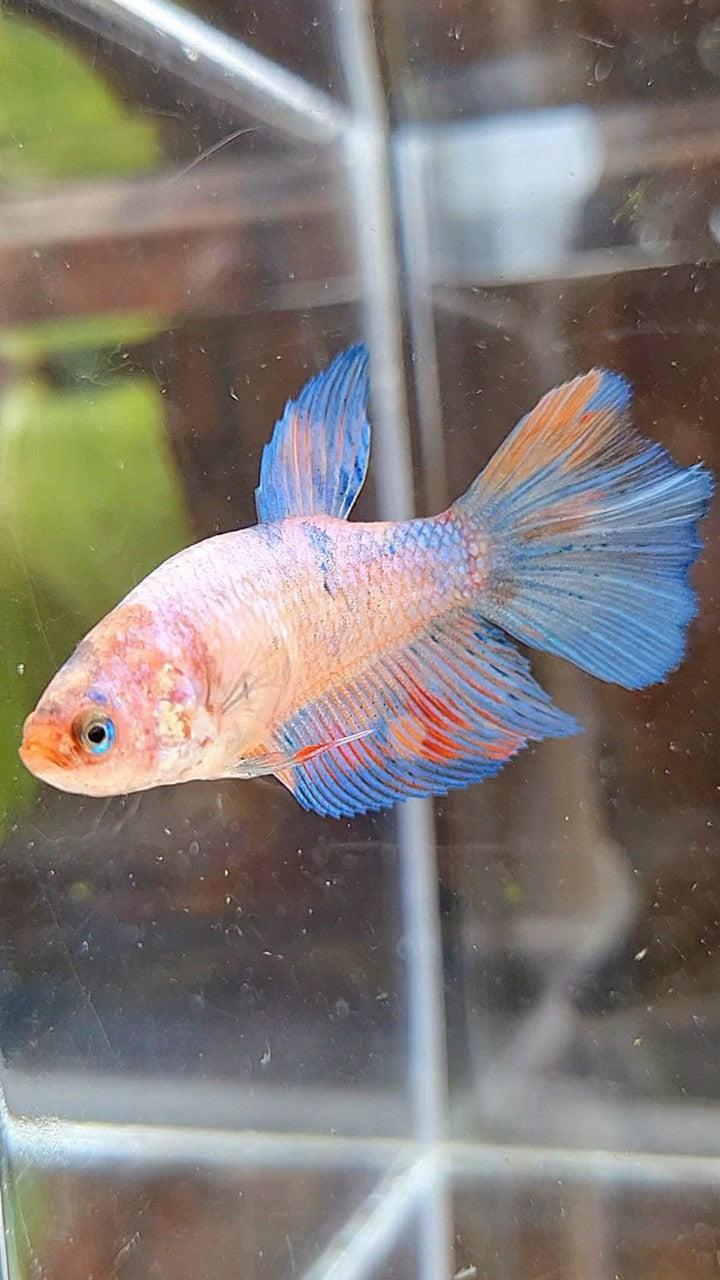 FEMALE HALFMOON KOI MULTICOLOR BETTA FISH
