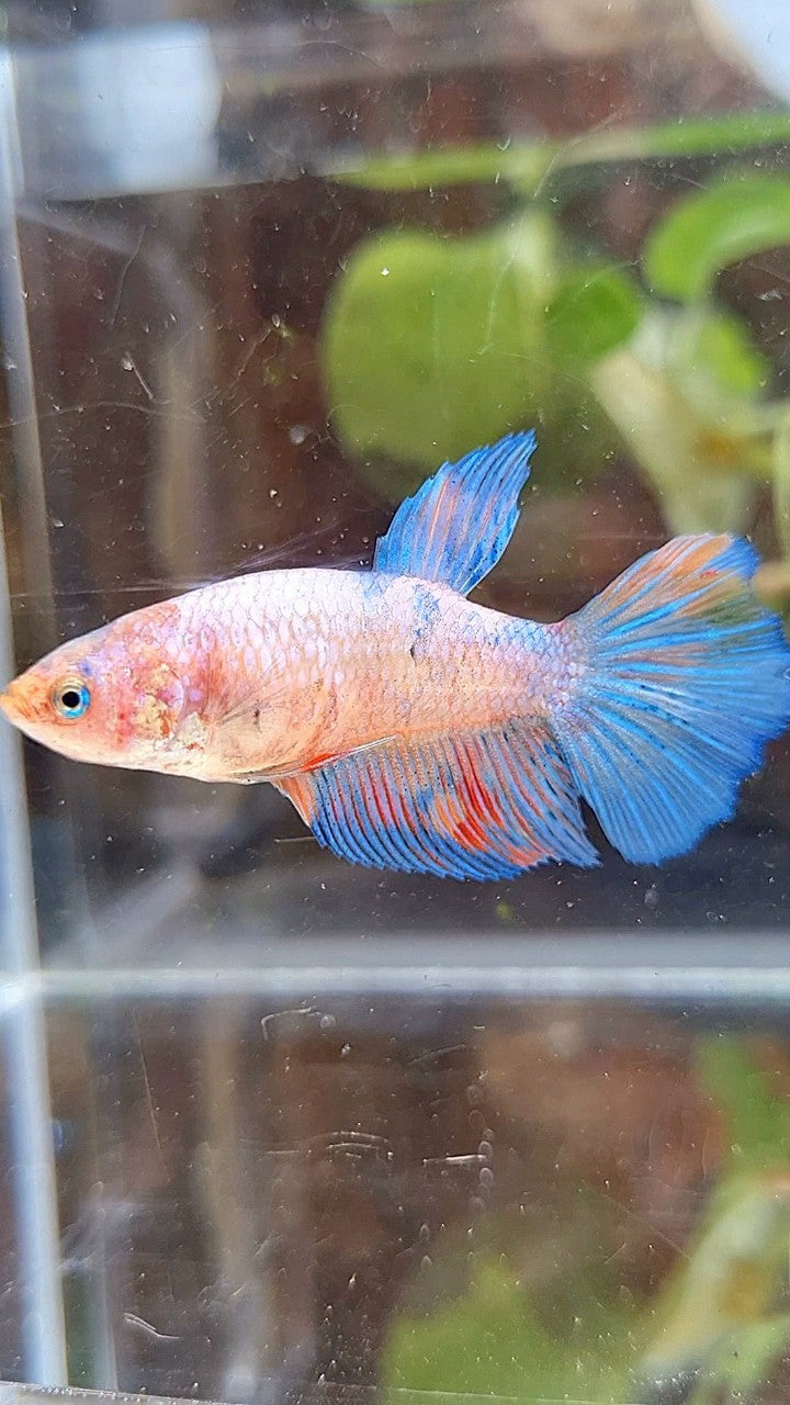FEMALE HALFMOON KOI MULTICOLOR BETTA FISH