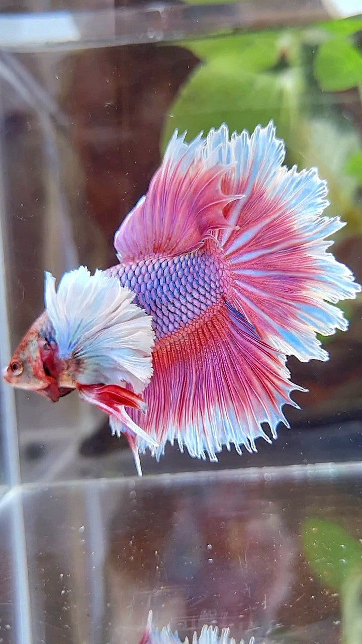 HALFMOON FEATHER SUPER DUMBO EAR PURPLE BUTTERFLY BETTA FISH