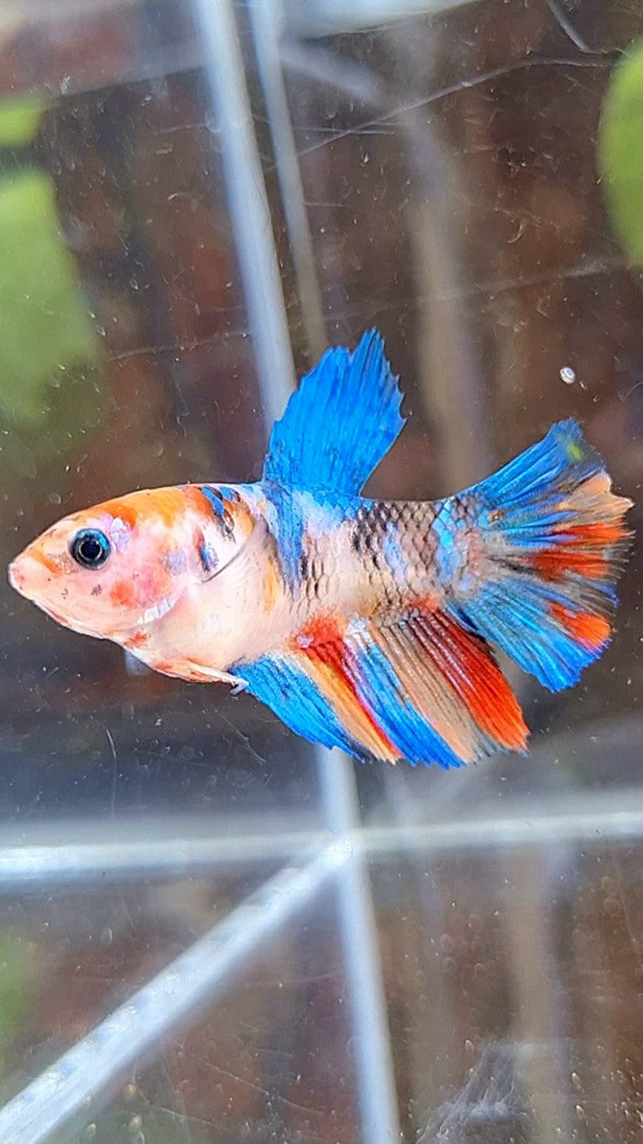 FEMALE HALFMOON KOI MULTICOLOR BETTA FISH