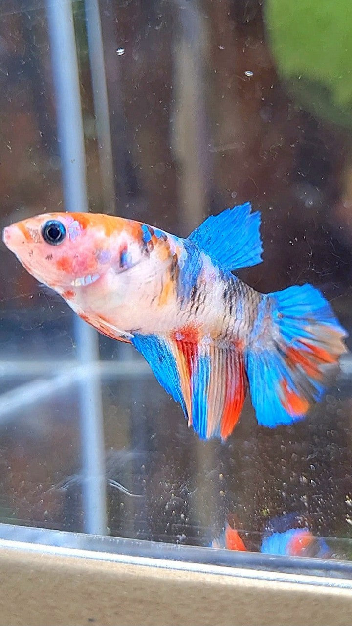 FEMALE HALFMOON KOI MULTICOLOR BETTA FISH