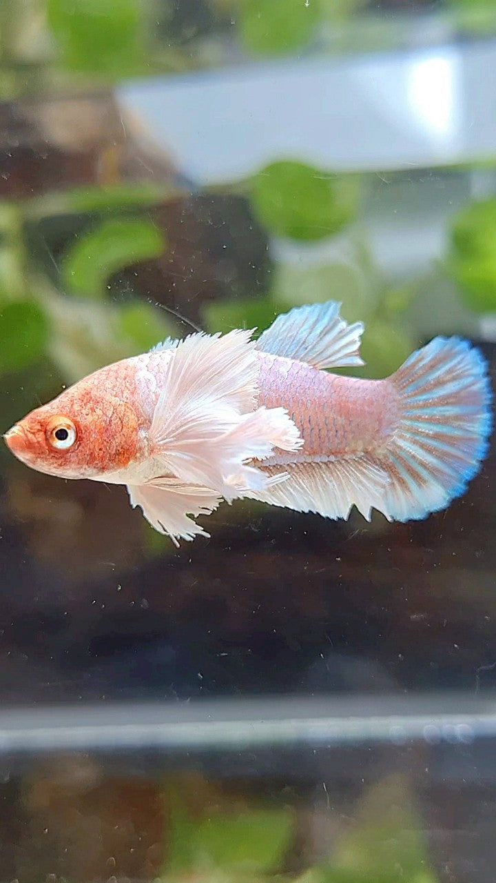 FEMALE PLAKAT SUPER DUMBO EAR WHITE LAVENDER BETTA FISH