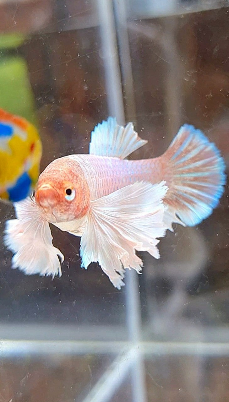 FEMALE PLAKAT SUPER DUMBO EAR WHITE LAVENDER BETTA FISH