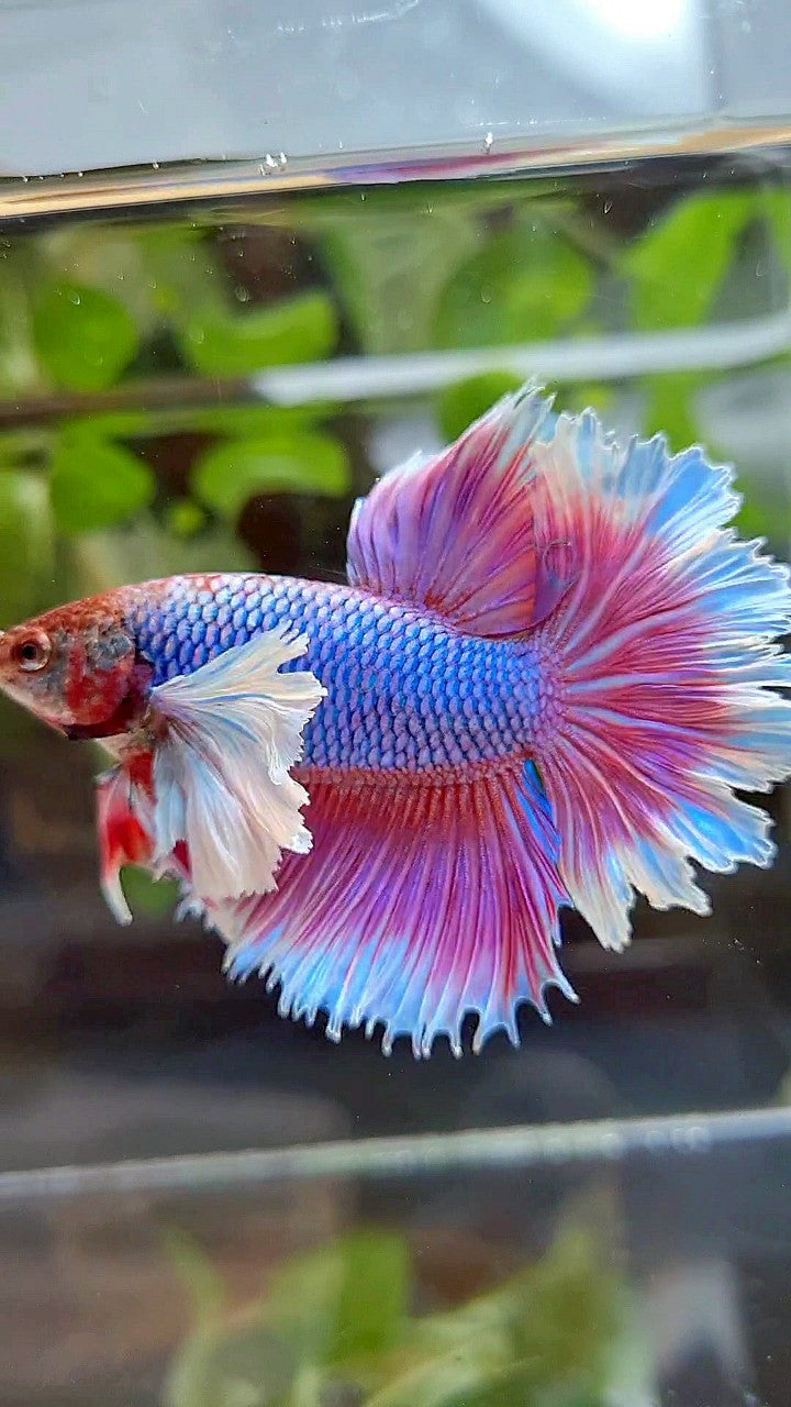 HALFMOON FEATHER SUPER DUMBO EAR PURPLE BUTTERFLY BETTA FISH