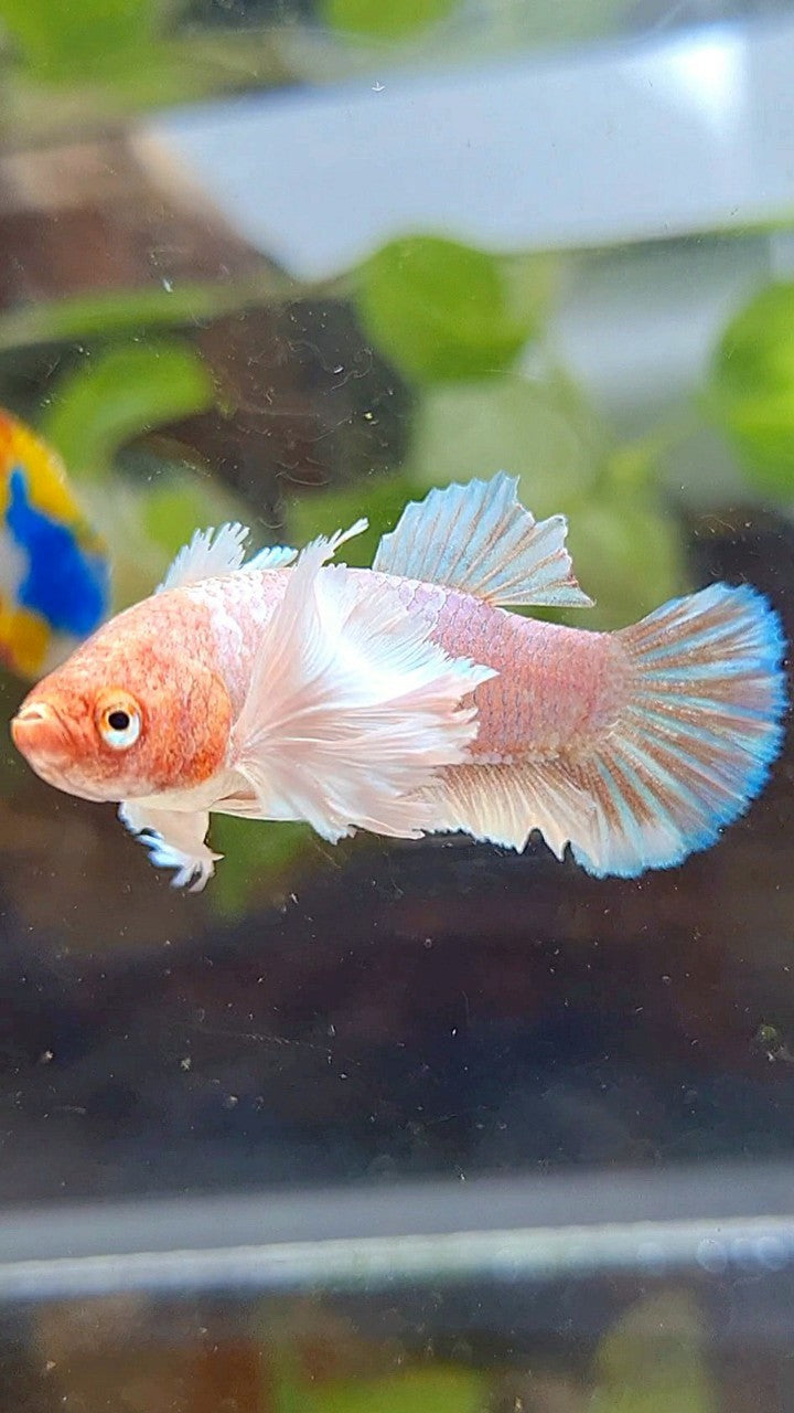 FEMALE PLAKAT SUPER DUMBO EAR WHITE LAVENDER BETTA FISH
