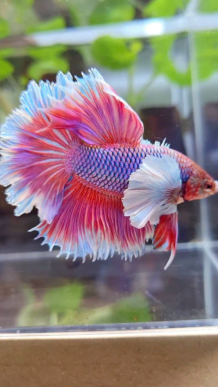 HALFMOON FEATHER SUPER DUMBO EAR PURPLE BUTTERFLY BETTA FISH