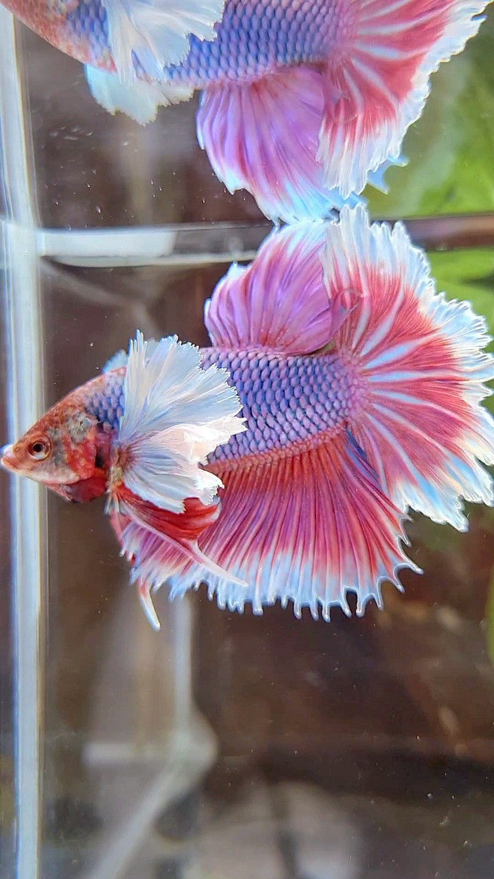 HALFMOON FEATHER SUPER DUMBO EAR PURPLE BUTTERFLY BETTA FISH