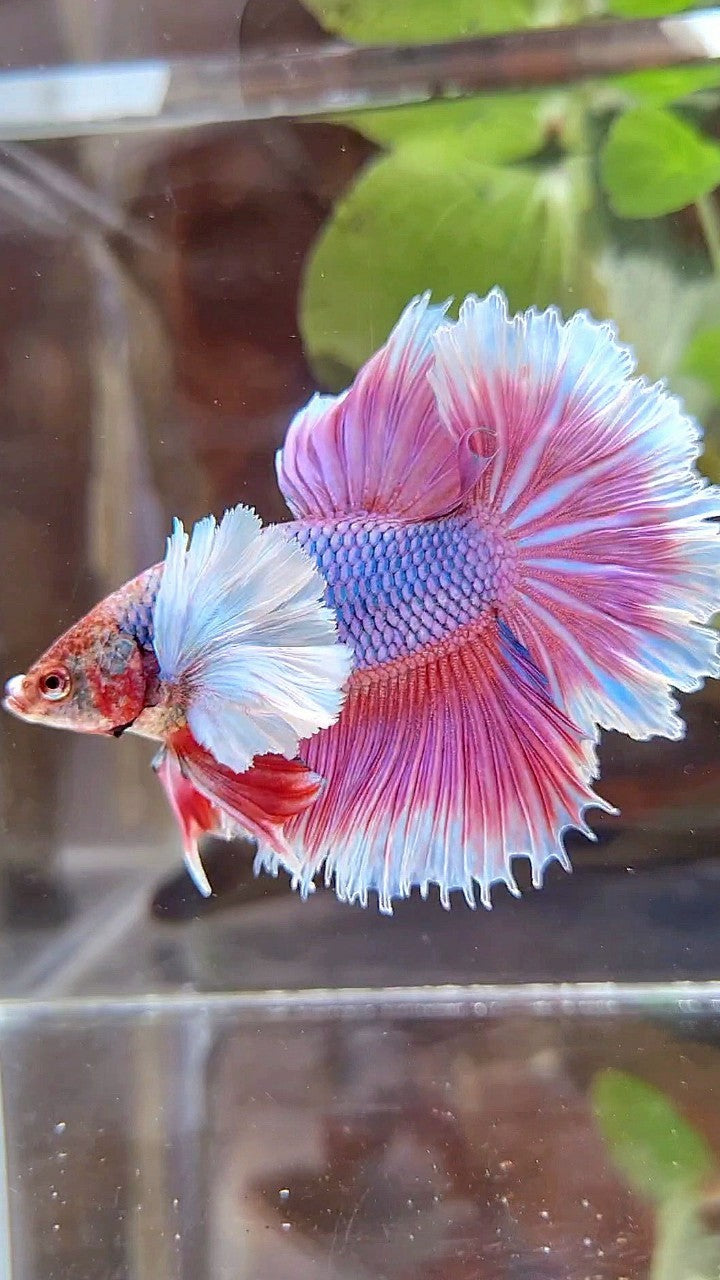 HALFMOON FEATHER SUPER DUMBO EAR PURPLE BUTTERFLY BETTA FISH