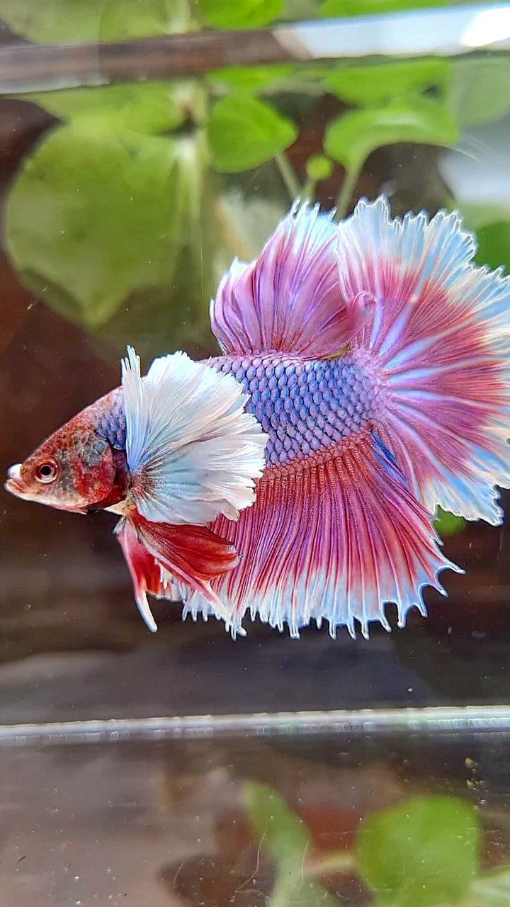 HALFMOON FEATHER SUPER DUMBO EAR PURPLE BUTTERFLY BETTA FISH