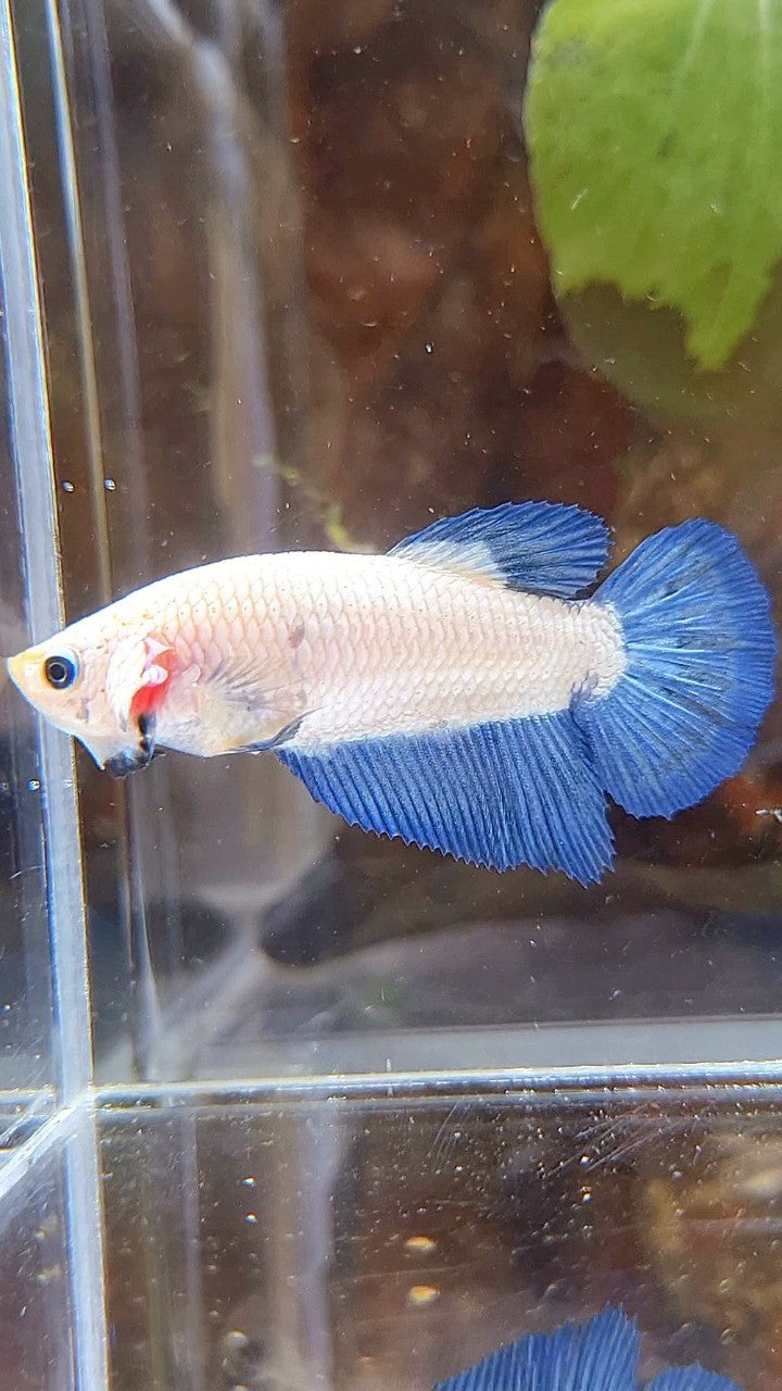 FEMALE HALFMOON BLUE RIM BICOLOR BETTA FISH