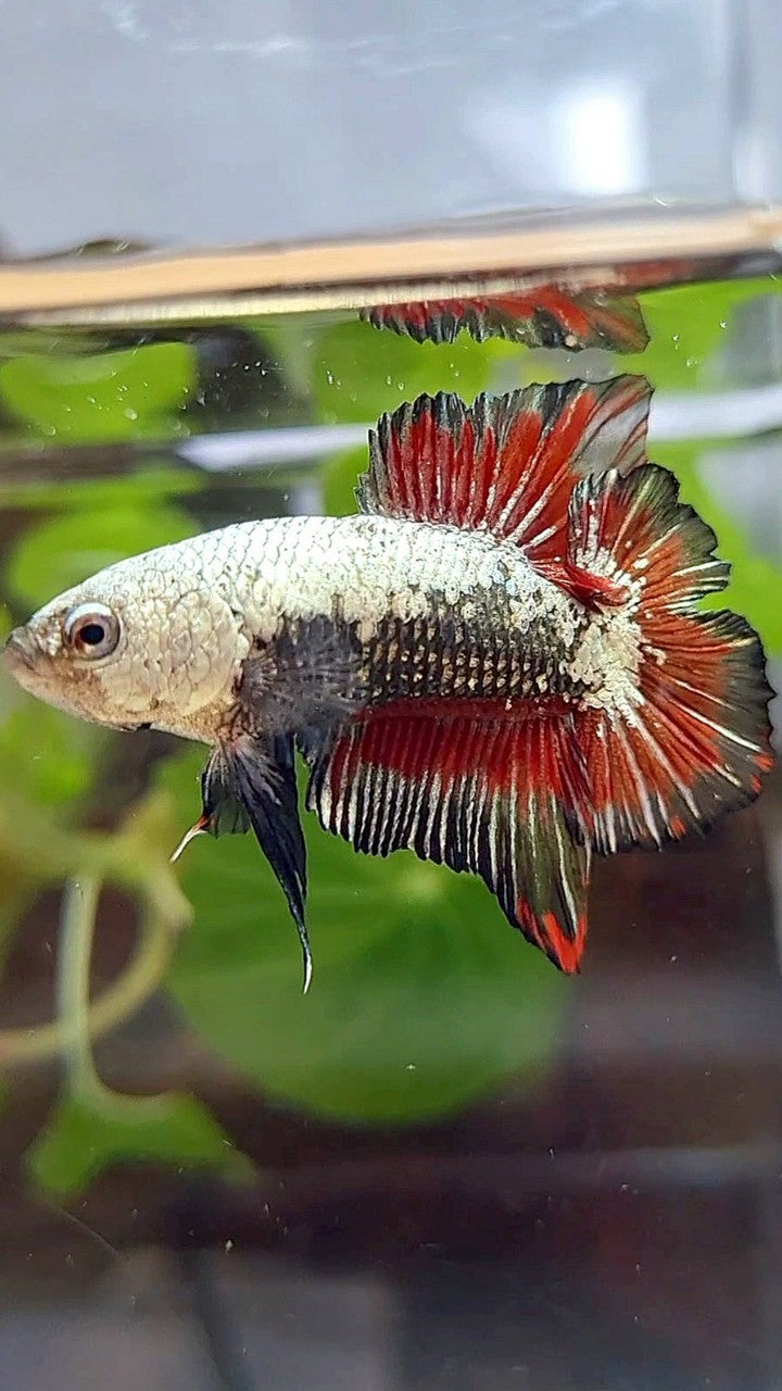 PLAKAT DOUBLE TAIL BLACK SAMURAI SNOW RED BETTA FISH