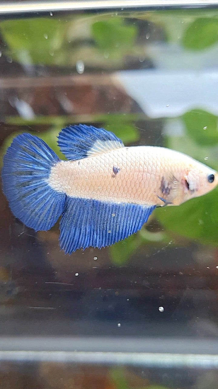 FEMALE HALFMOON BLUE RIM BICOLOR BETTA FISH