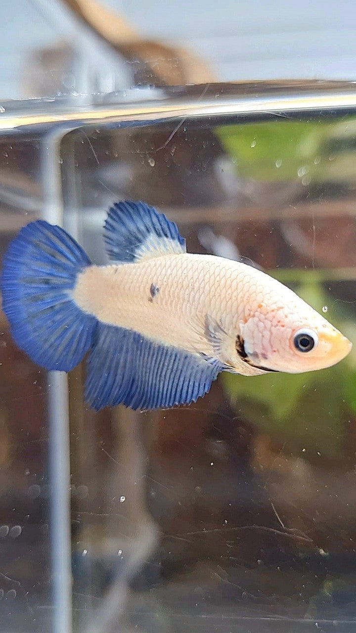 FEMALE HALFMOON BLUE RIM BICOLOR BETTA FISH