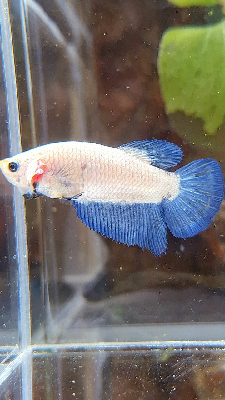 FEMALE HALFMOON BLUE RIM BICOLOR BETTA FISH